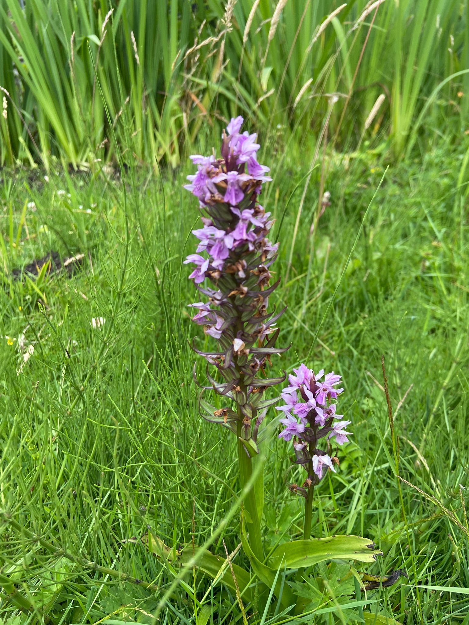 Rietorchis